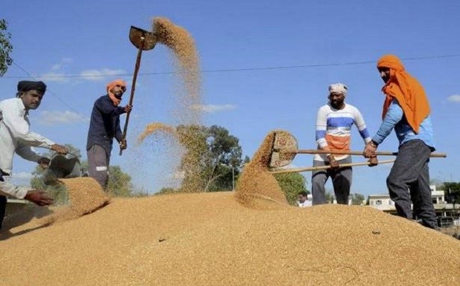India's maize exports totaled 816.31 million USD in the first ten months of the current 2021-22 fiscal year beginning last April, marking an all-time high, said the federal Ministry of Commerce and Industry on Sunday.