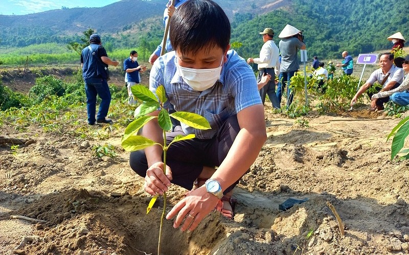 The project aims to plant at least 100 ha of indigenous forests in Tuyen Hoa and Minh Hoa districts, Quang Binh province this year. 