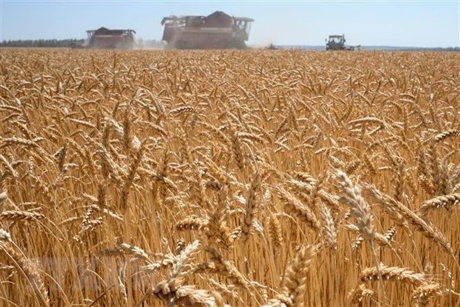 A wheat field in Karpenkovo, Russia. (Photo: AFP/VNA)