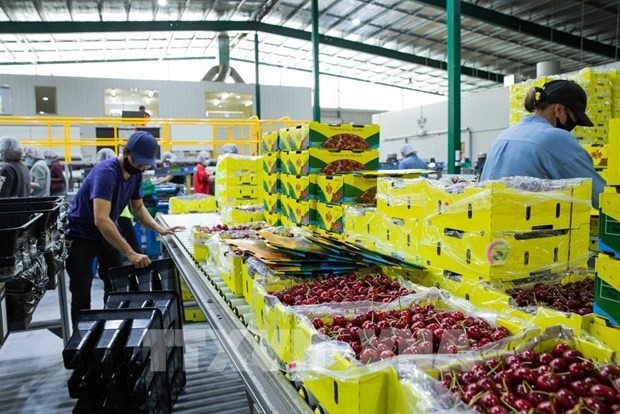 At a factory in Young, Australia (Photo: VNA)