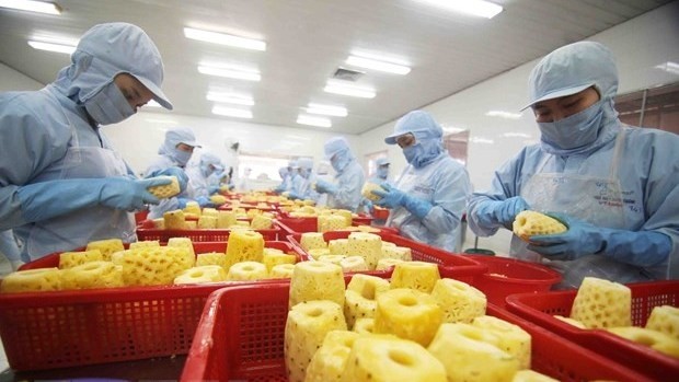 Processing pineapple for export (Photo: VNA)