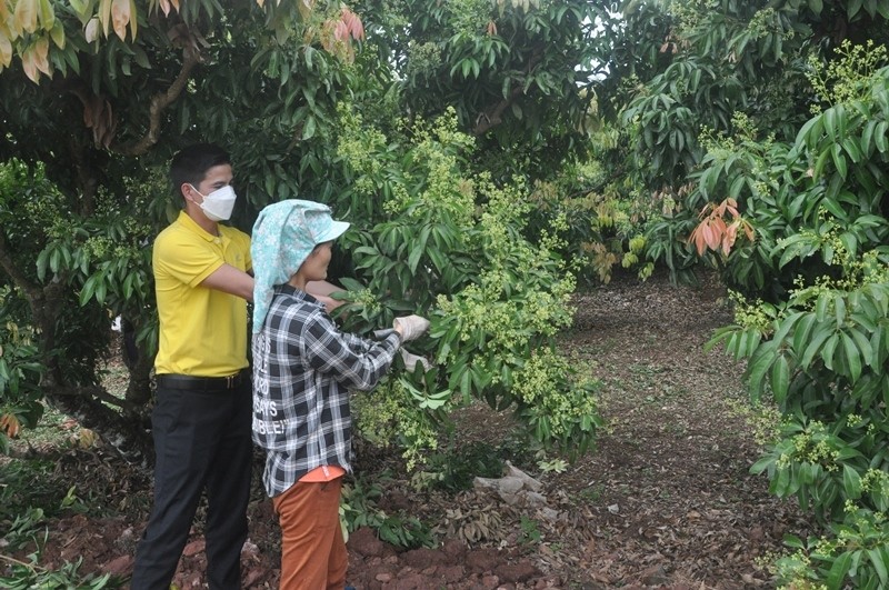 Bac Giang is expected to have a bumper harvest of lychee