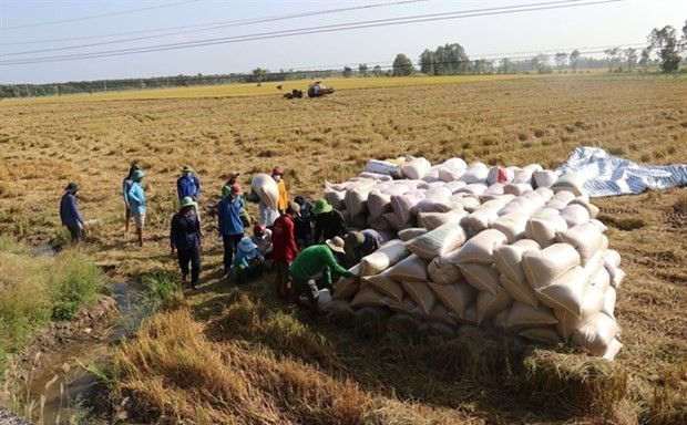 Farmers harvest the 2021 - 22 winter - spring rice in Dong Thap’s Cao Lanh district. (Photo: VNA)