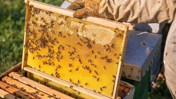 The US' anti-dumping duties on Vietnam's honey exporters have been cut by almost sevenfold. (Photo: VNA)