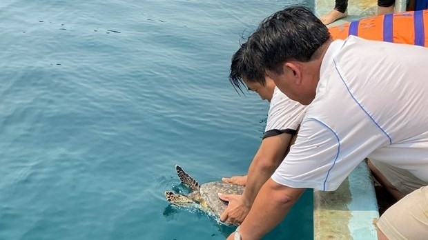The hawksbill turtle is released into the sea off the coast of Dua Beach in Nhon Ly commune of Binh Dinh's Quy Nhon city on April 13. (Photo: VNA)