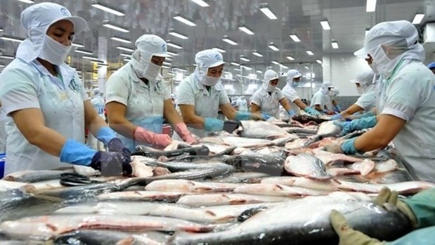 Tra fish processing for export (Photo: VNA)