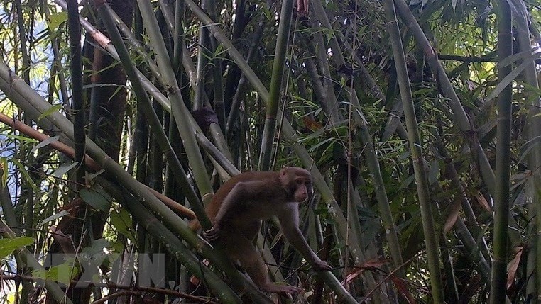 An Assam macaque at the Pu Hu nature reserve. (Photo: VNA)