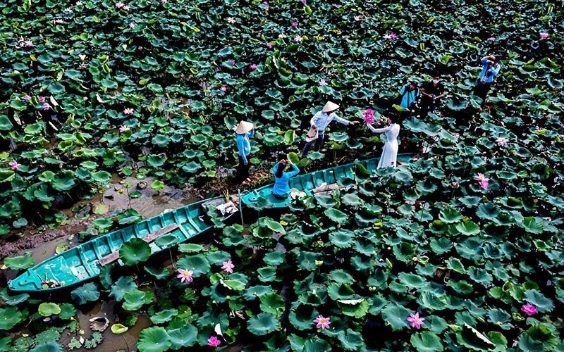 Thap Muoi lotus field. (Photo: Hoa Van)