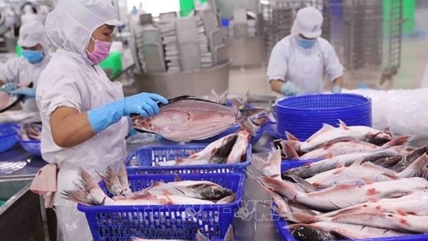 Vietnam’s fishery export hit 1 billion USD in May. (Photo: VNA)