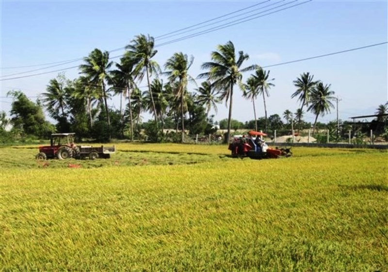 Harvesting rice in An Hai Commune, Ninh Phuoc District, Ninh Thuan Province. (Photo: VNA)