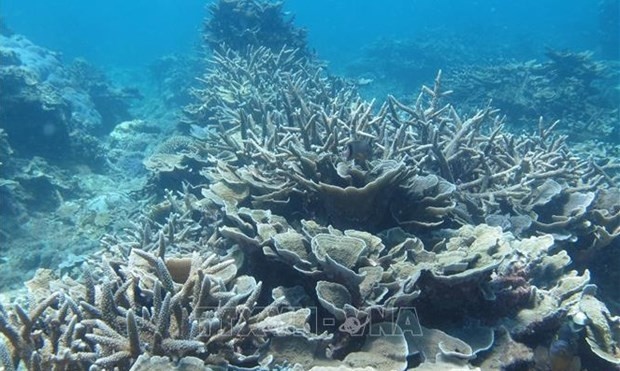 Coral reef in Vietnam (Photo: VNA)