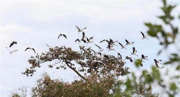 More than 1,000 Asian openbills, an endangered species in Vietnam, are gathering at a savanna called Ta Not inside the Lo Go – Xa Mat National Park in the southeastern province of Tay Ninh. (Photo: VNA)