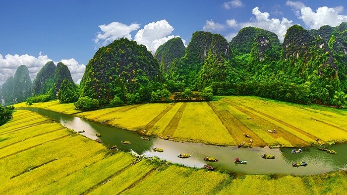Paddling amidst yellow ripening paddy fields in Tam Coc (Photo credit: Ninh Manh Thang)