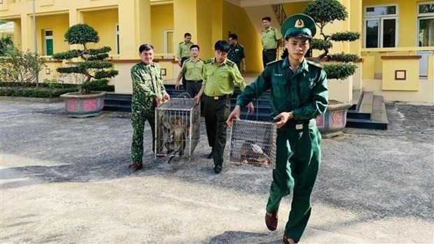 The rare animals are carried by local border guards (Photo: VNA)