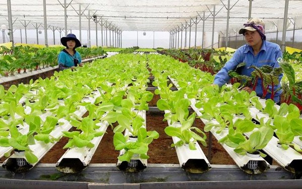 Safe vegetable production in Da Lat, Lam Dong Province.