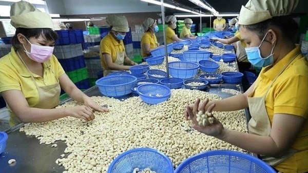 The ownership of all 100 cashew nut containers related to a suspected scam in Italy has returned to Vietnamese businesses. (Illustrative image/Source: VNA)