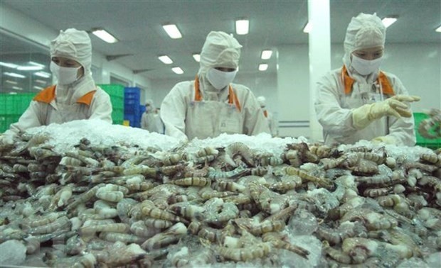 Shrimp processing for export at Cafatex Hau Giang. Belarusians have been familiar with Vietnam’s key products, including seafood. (Photo: VNA)