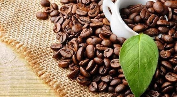 Vietnam is seeing a surge in the price of its coffee exported to the US (Photo: VNA)