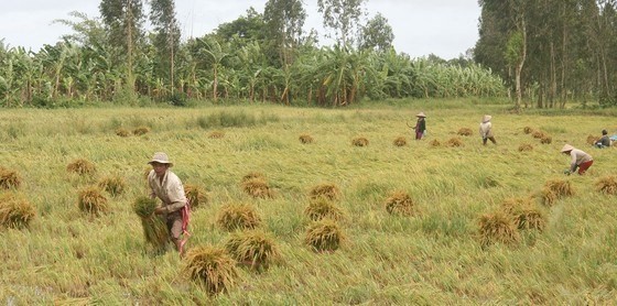 Mekong Delta farmers (Photo: sggp.org.vn)