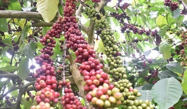 Vietnam to replant 107,000ha of coffee by 2025 (Photo: VNA)
