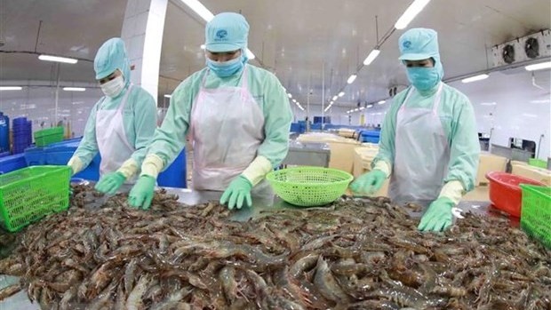 Processing shrimps for export (Photo: VNA)