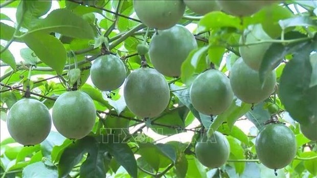 Vietnam to export passion fruits to China from July 1. (Photo: VNA)