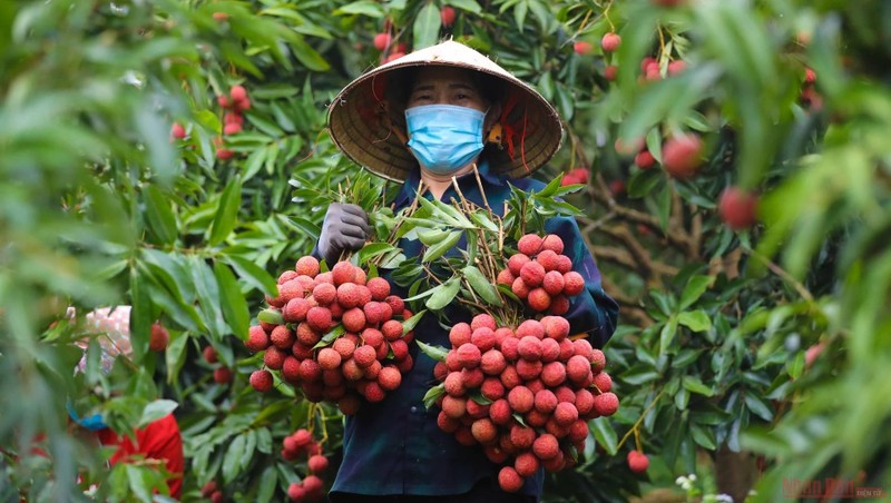 A farmer harvests lychees in Bac Giang Province.