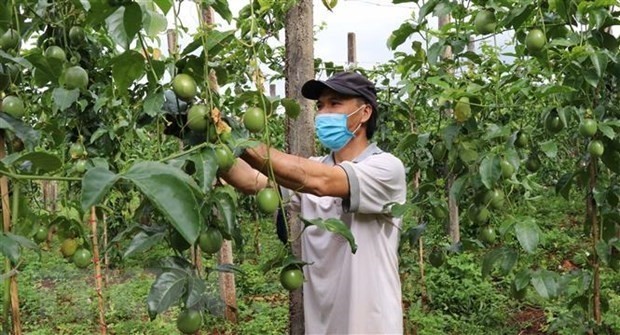 A farmer takes care of his passion fruit garden (Photo: VNA)