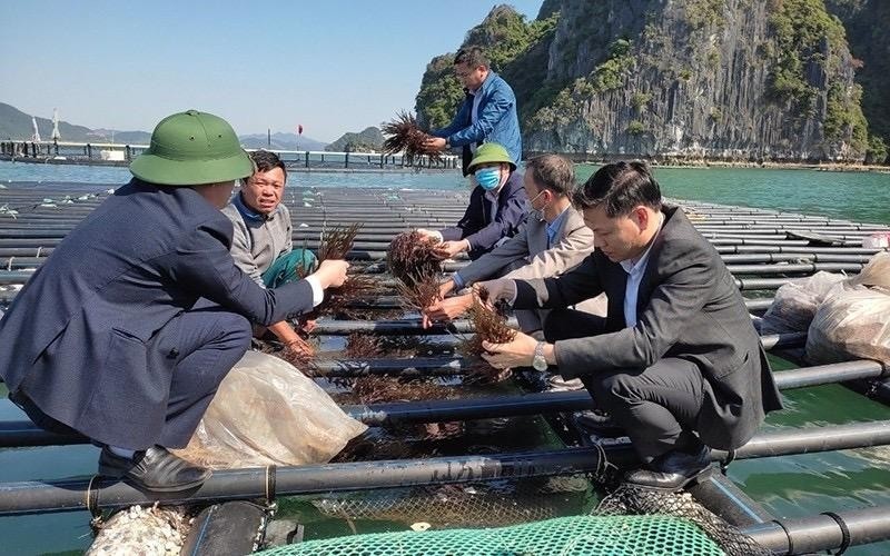 Seaweed farming model with new materials and techniques conducted in Quang Ninh province.