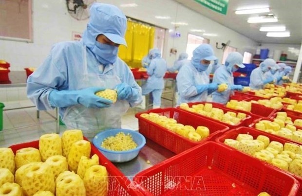 A pineapple processing factoy (Photo: VNA)