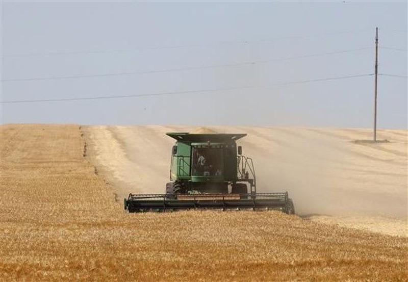 Harvesting a wheat in a field in Izmail, Odessa region (Ukraine). (Photo: THX/VNA)