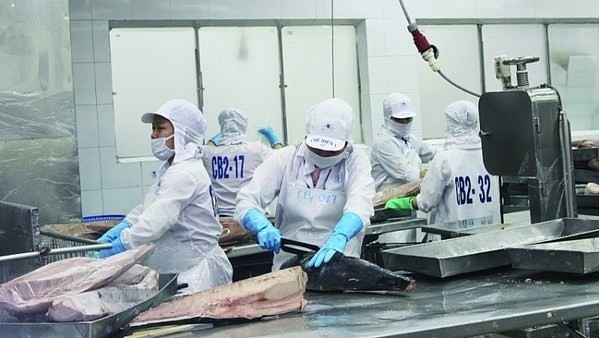 Tuna export turnover in June reached 90 million USD, a year-on-year increase of 41% (Photo: VNA)