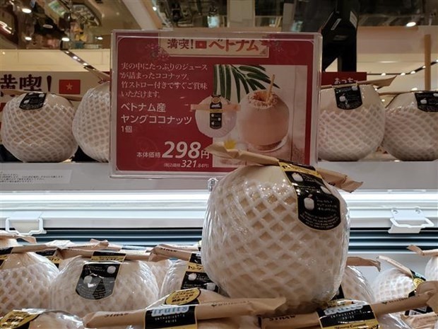 Vietnamese fresh coconuts exported to Japan (Photo: VNA)