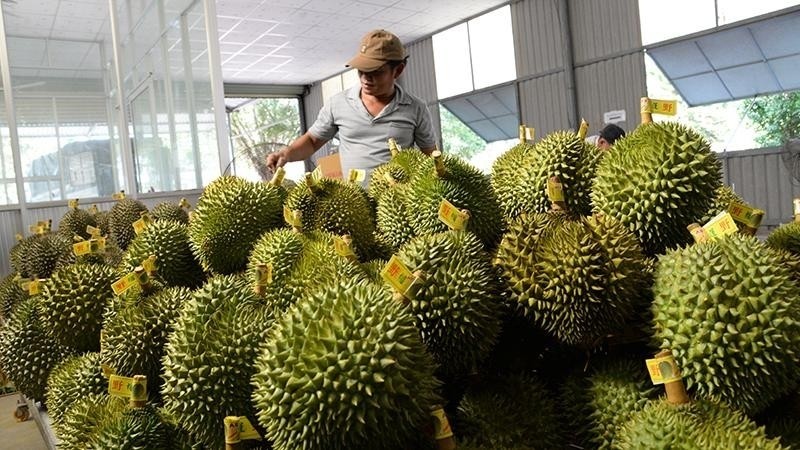 Tien Giang is the largest durian growing region in Vietnam.