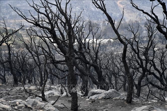 Burnt forest in El Tarf province, Algeria on August 18, 2022. (Photo: AFP/VNA)