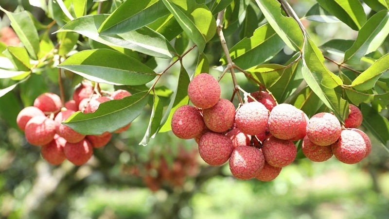 Bac Giang is Vietnam's hub of lychees. (Photo: VNA)
