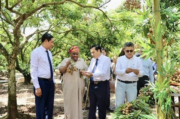 Foreign diplomatic corps and industry associations visit a longan farm in Hung Yen on August 2. (Photo: VNA)
