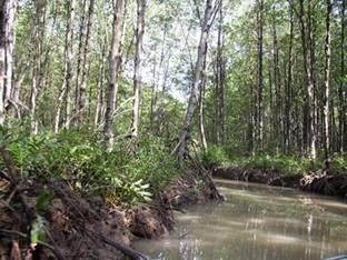Japan supports Vietnam in developing mangroves