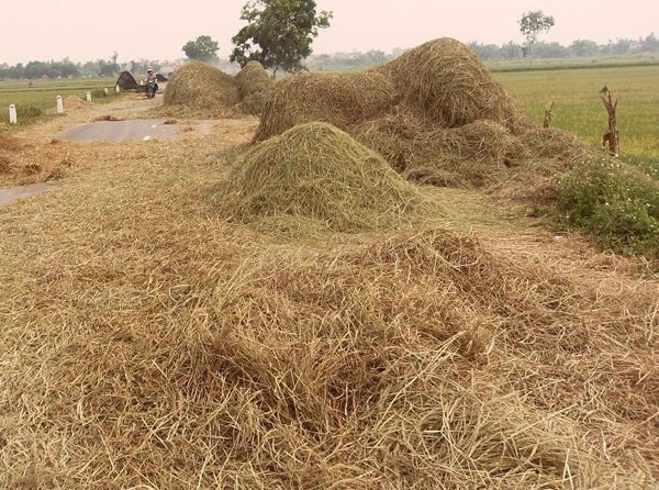 Vietnam can potentially produce 31 million tonnes of bio-oil from straw annually