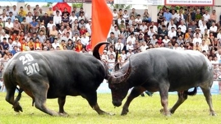 Buffalo fighting  (Photo: dantri.com.vn)