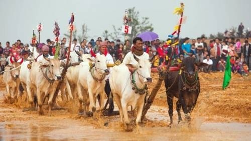 Six pairs of oxen are transported from An Giang to Hanoi to attend the event
