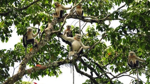 A group of Tonkin snub-nosed monkeys in Khau Ca natural conservation area, Ha Giang province (Credit: FFI)