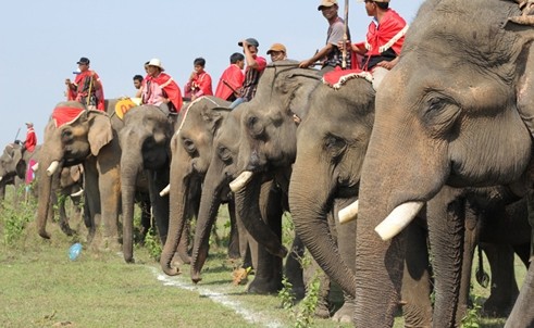 Elephants show off their strength and skills at the festival 