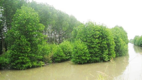 Ca Mau enlarges coastal protective forest areas