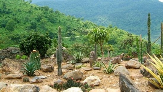 Plant diversity in Ba Vi National Park