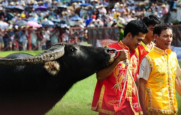 The competition attracts buffalo trainers from many wards in Do Son district including Minh Duc, Van Huong, Ngoc Hai, Van Son, Ngoc Xuyen, Bang La and Hop Duc.