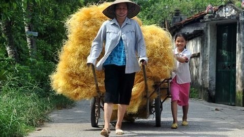 Most of Vietnam's child labourers are in the agricultural sector.