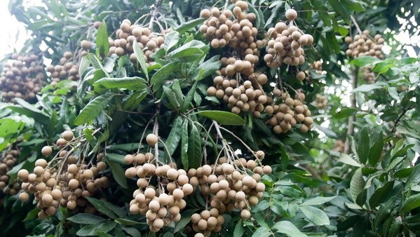 Vietnamese longan and lychee have been cleared for import to the United States.