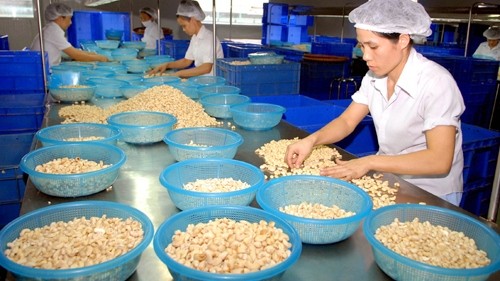 Processing cashews at Dong Nai Import Export Processing Agricultural Products and Foods Company (Donafoods) (Image credit: VNA)
