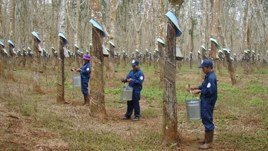 Workers in the rubber industry benefit from the new policy